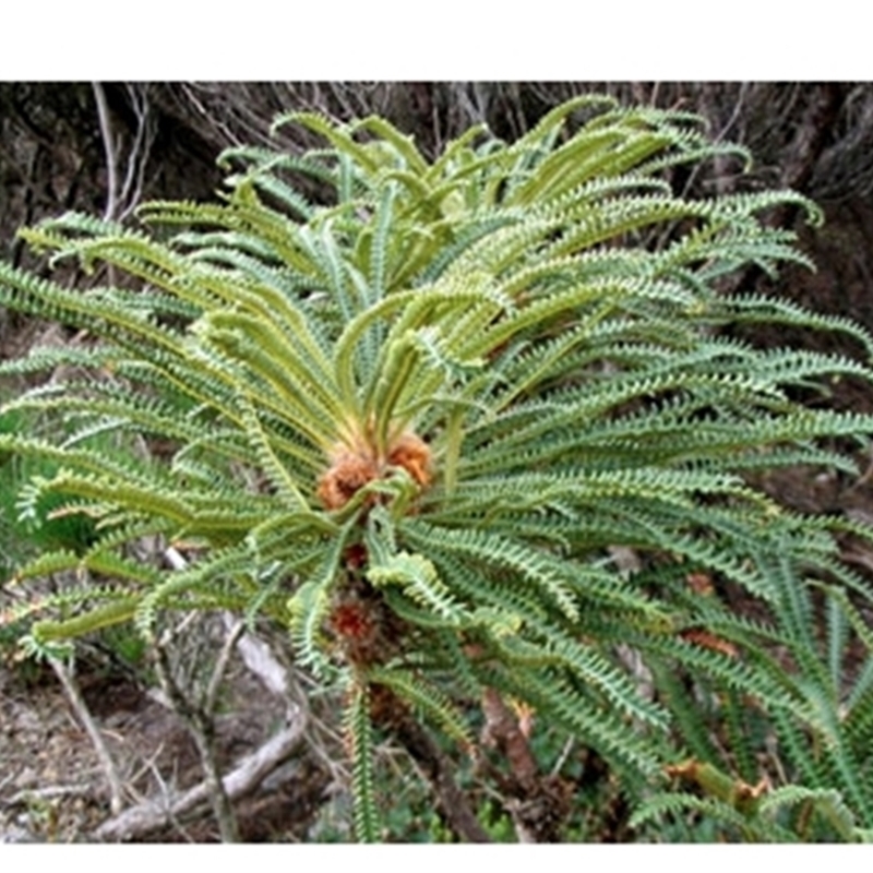 Banksia montana