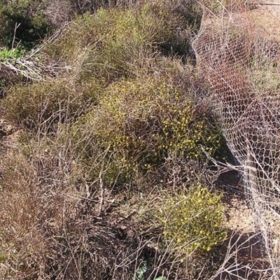 Acacia volubilis