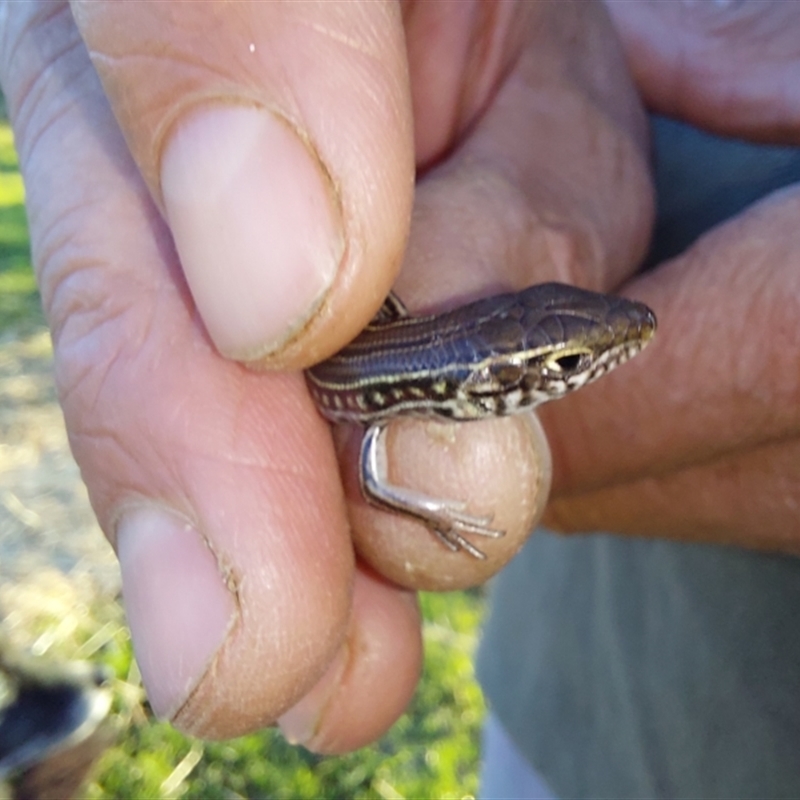 Ctenotus spaldingi