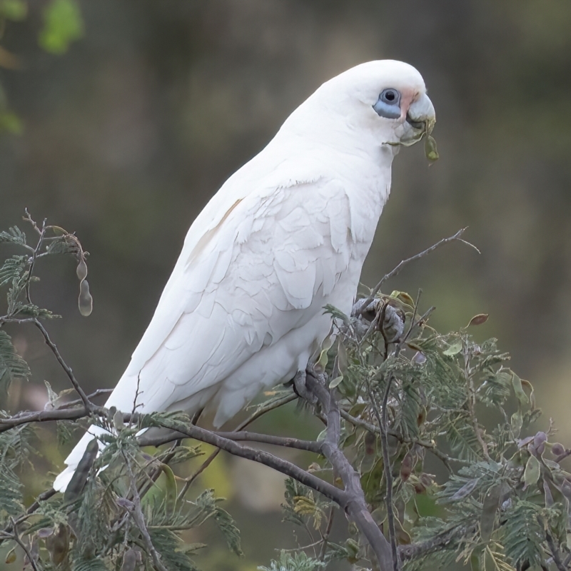 Cacatua sanguinea