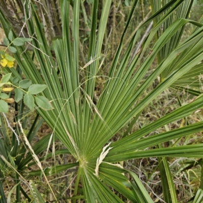 Washingtonia filifera