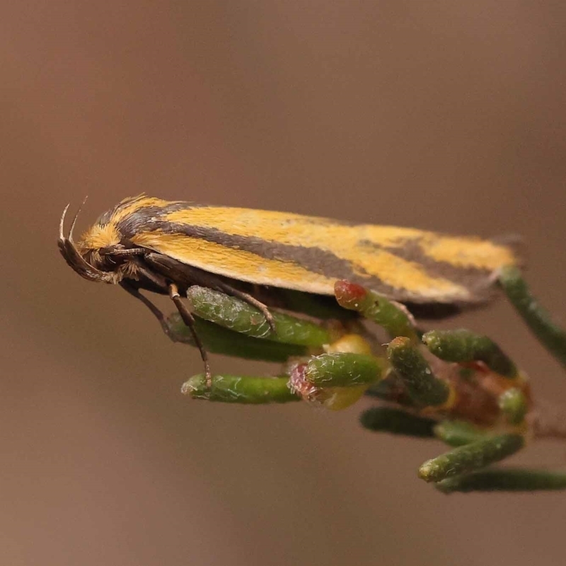 Poliorhabda auriceps