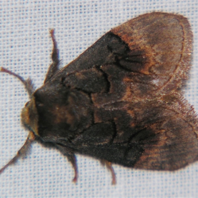 Parasoidea paroa