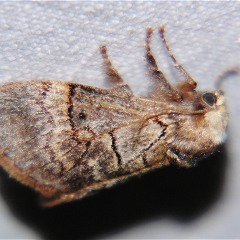 Parasoidea paroa