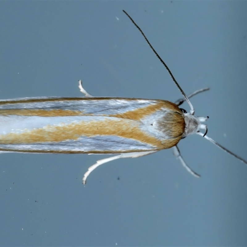 Xylorycta parabolella