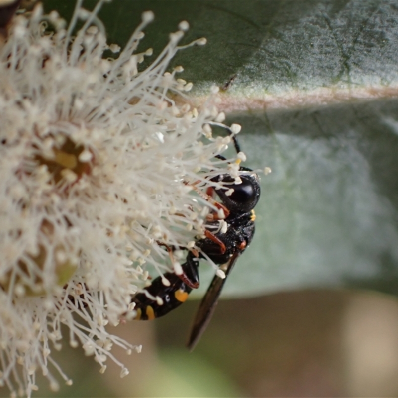 Williamsita sp. (genus)