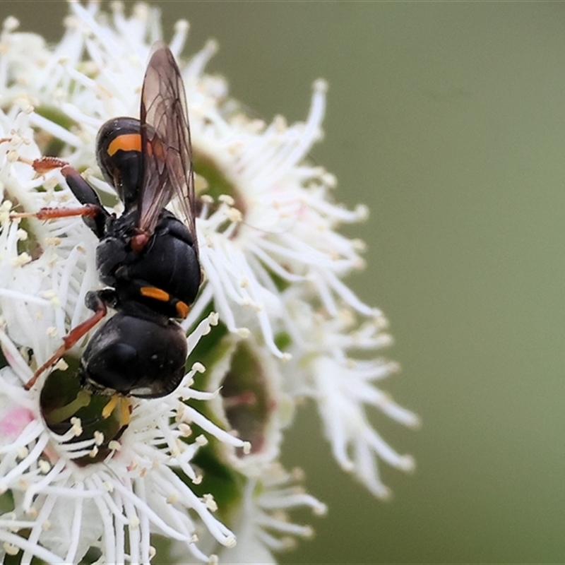 Williamsita sp. (genus)