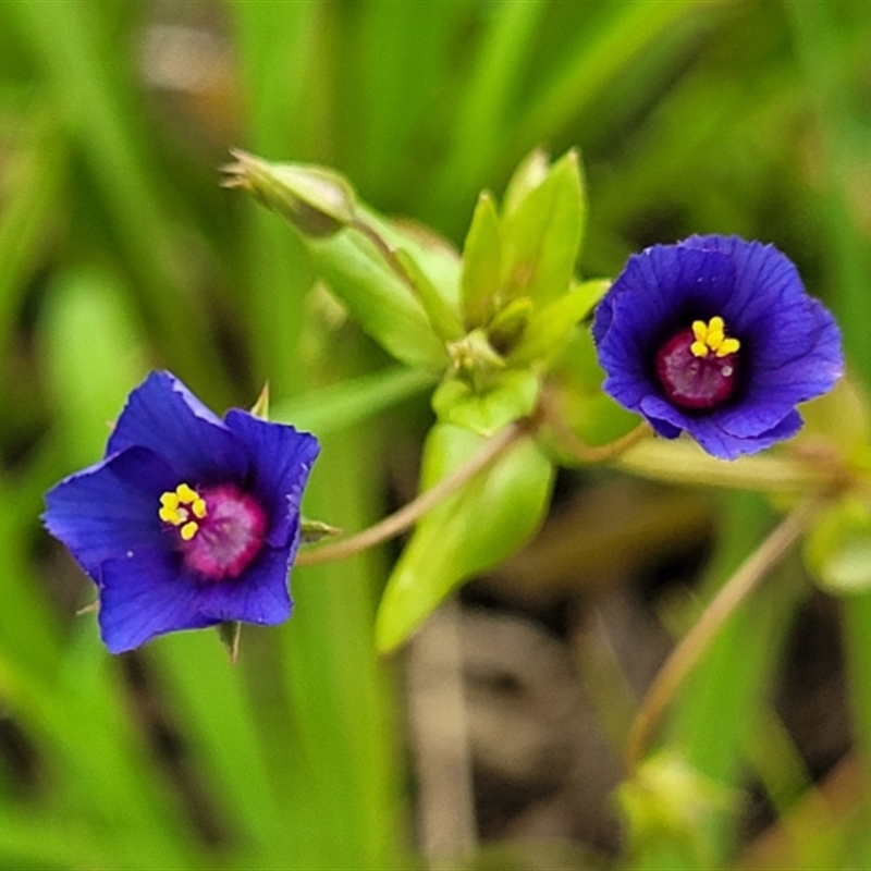 Lysimachia loeflingii