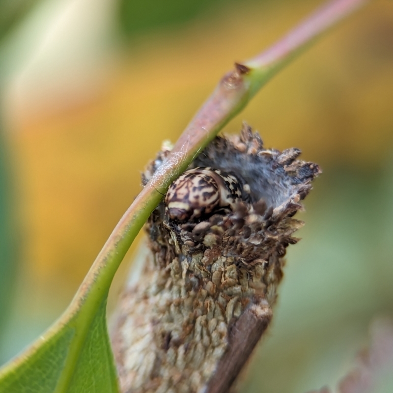 Bathromelas hyaloscopa