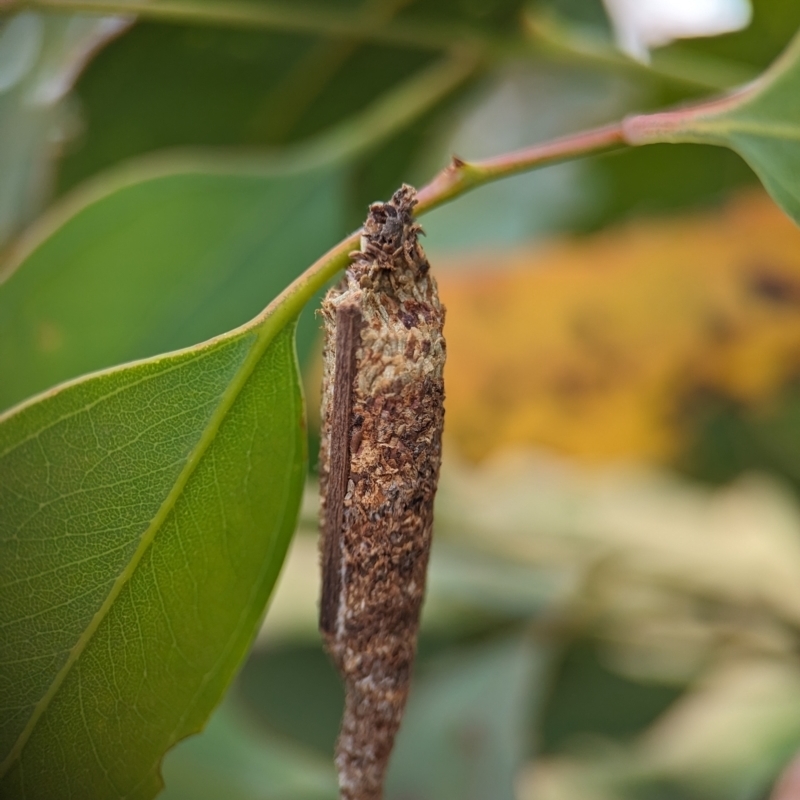 Bathromelas hyaloscopa