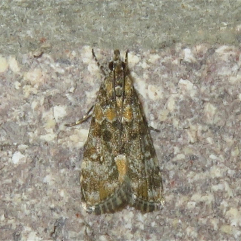 Scoparia gethosyna