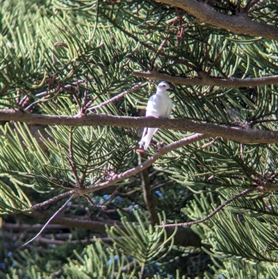 Gygis alba