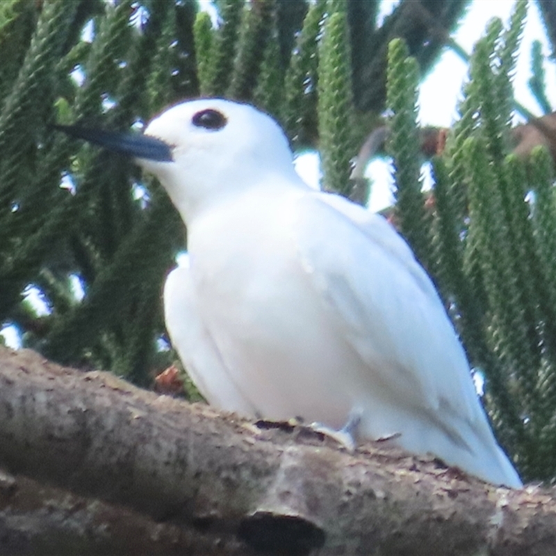 Gygis alba
