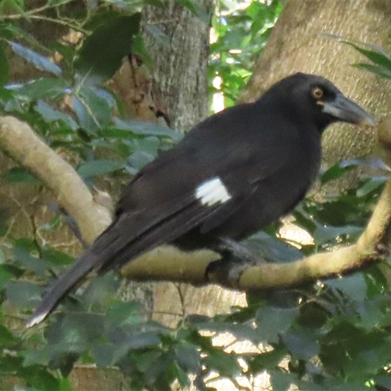 Strepera graculina crissalis