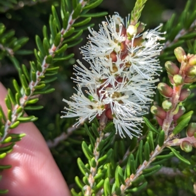 Melaleuca howeana