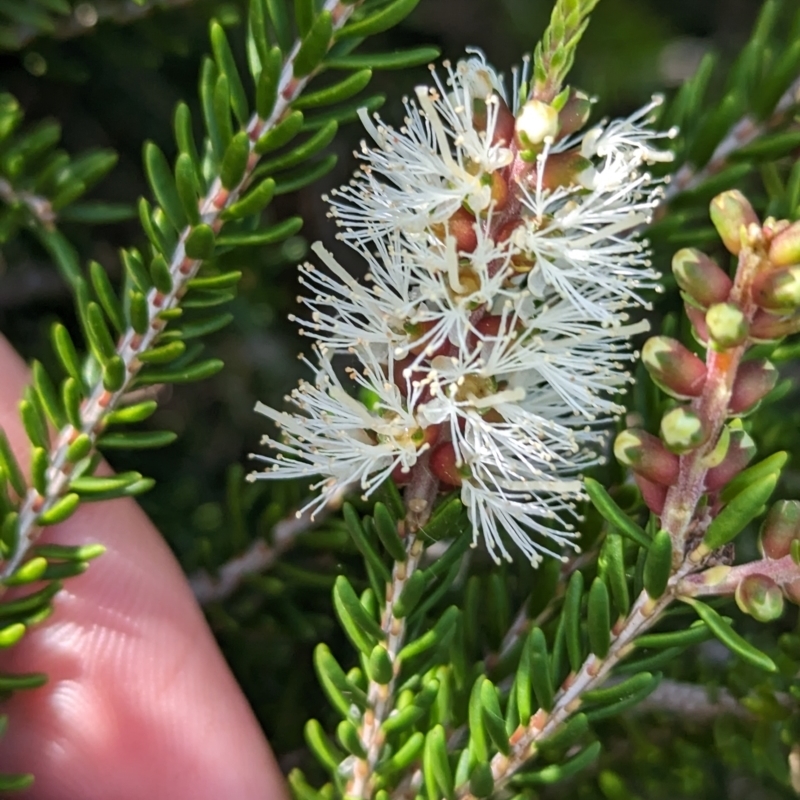 Melaleuca howeana