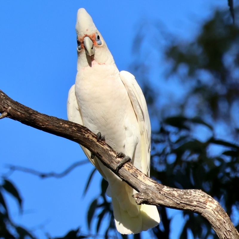 Cacatua tenuirostris x galerita (Hybrid)