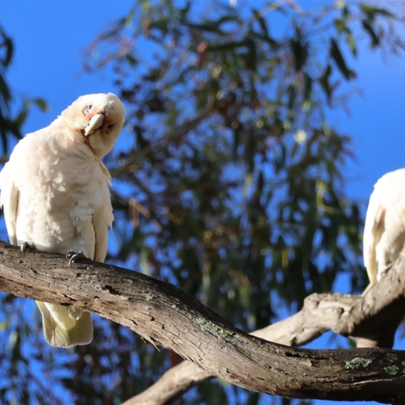 Cacatua tenuirostris x galerita (Hybrid)