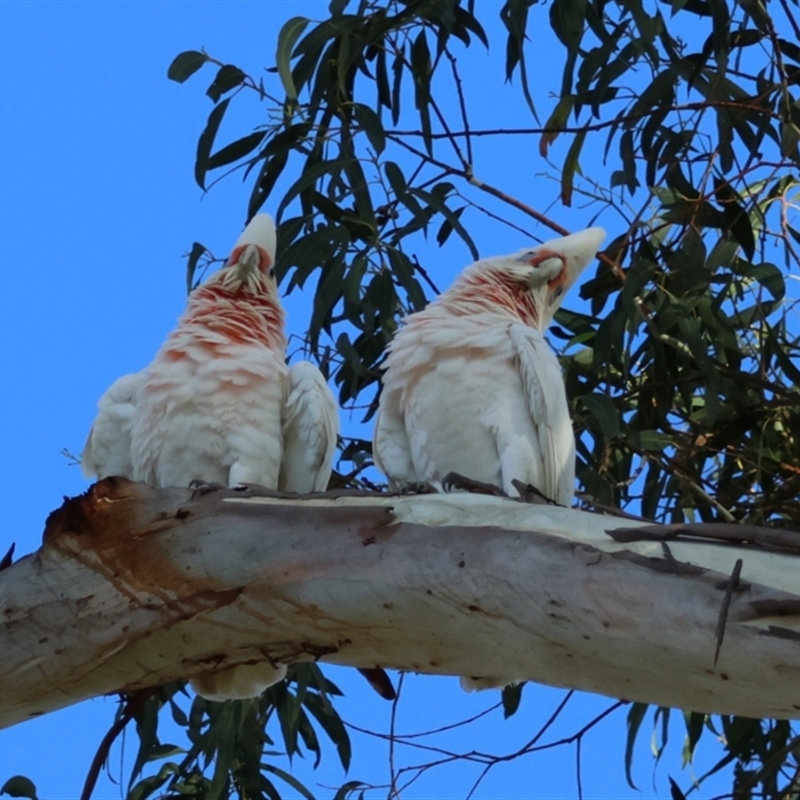 Cacatua tenuirostris x galerita (Hybrid)