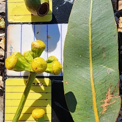 Corymbia sp.