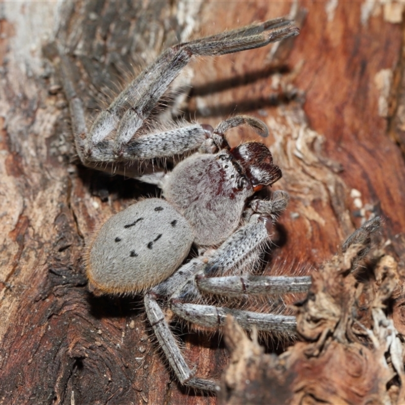 Isopeda canberrana