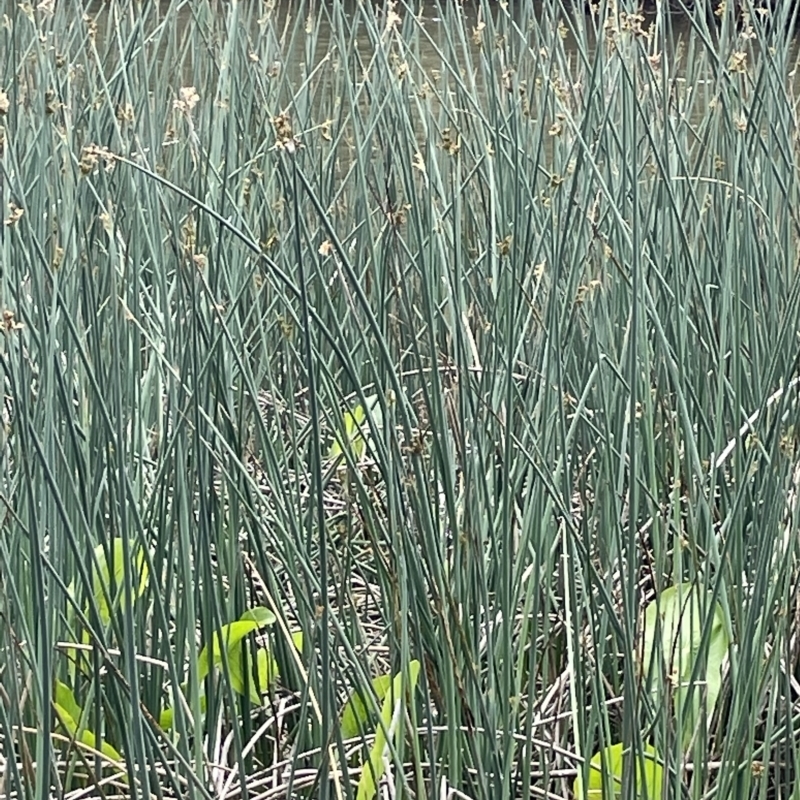 Sagittaria calycina