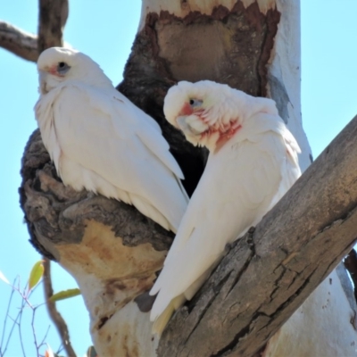 Cacatua tenuirostris X sanguinea