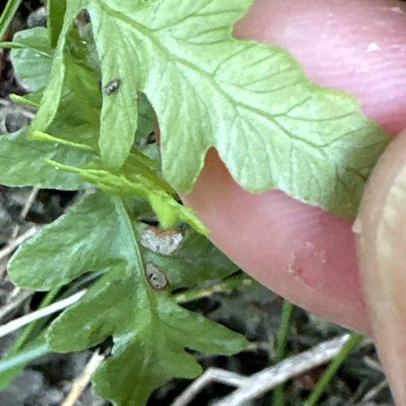 Blechnaceae sp. (family)