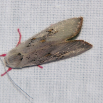 Brachybelistis pentachroa