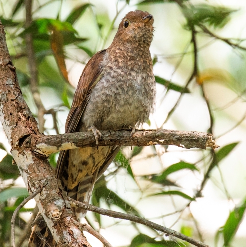 Juvenile