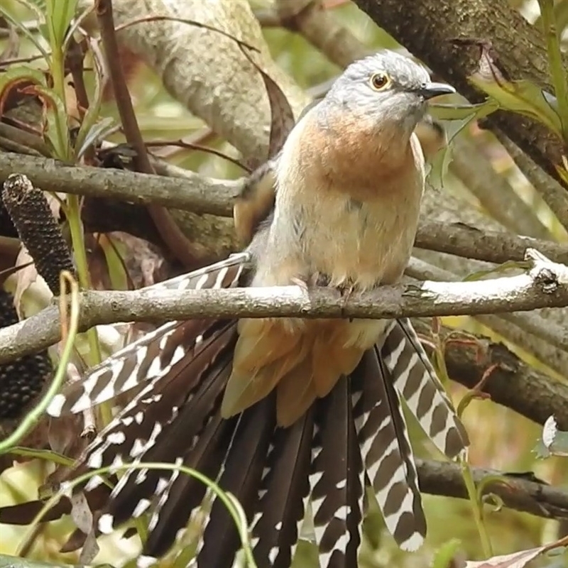 Cacomantis flabelliformis