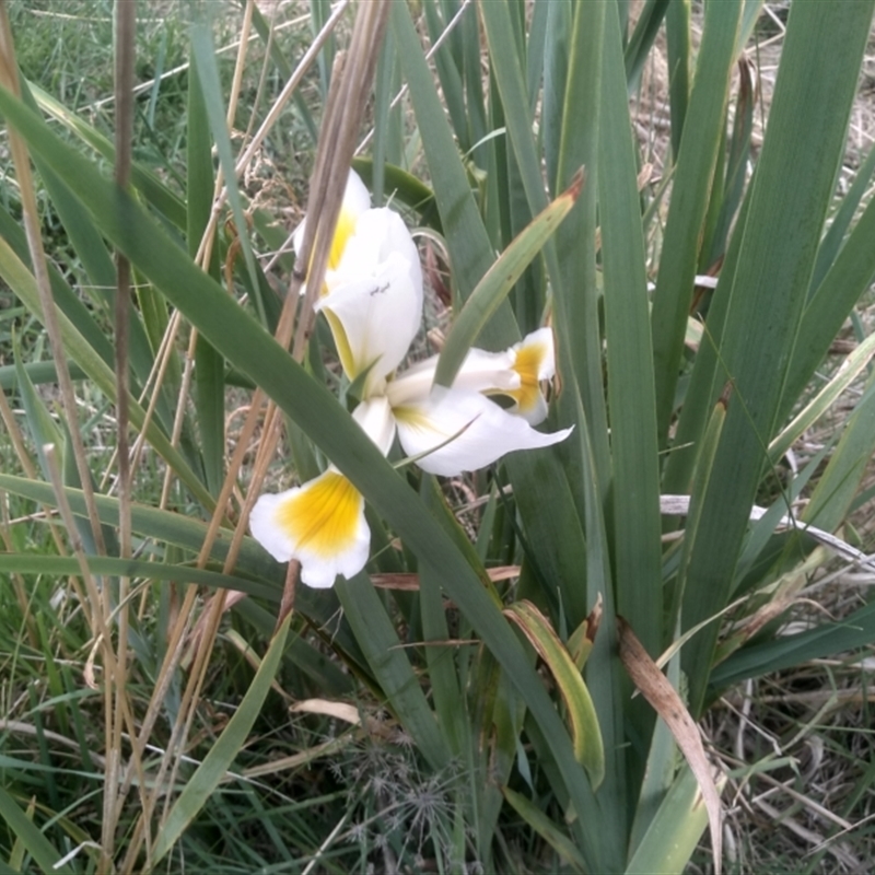 Iris orientalis