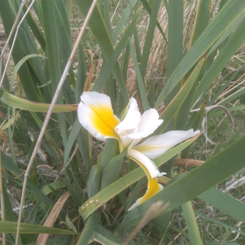 Iris orientalis