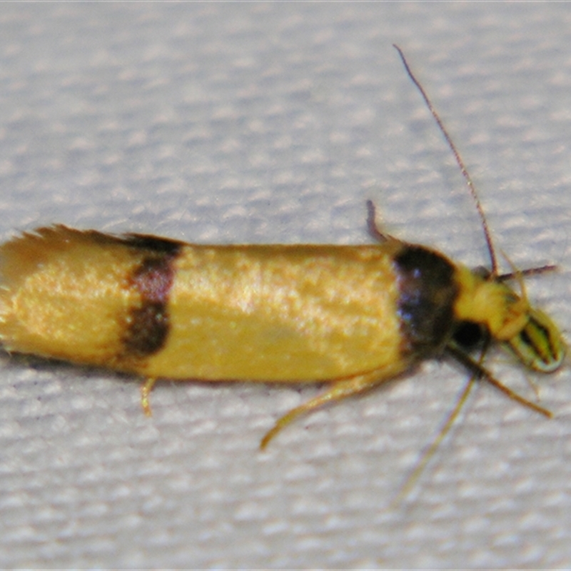 Pilostibes (genus)