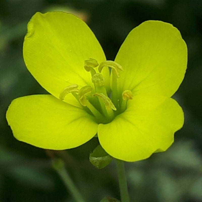 Diplotaxis tenuifolia