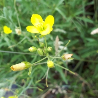 Diplotaxis tenuifolia