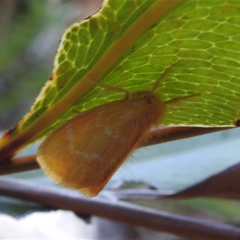 Euproctis lutea