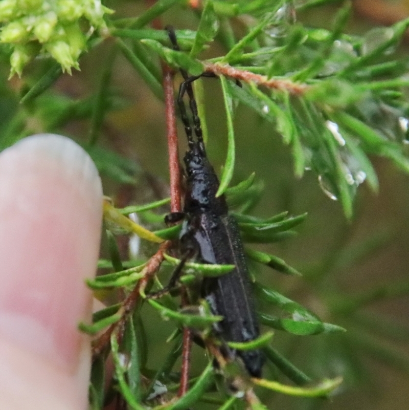 Brachytria erosa