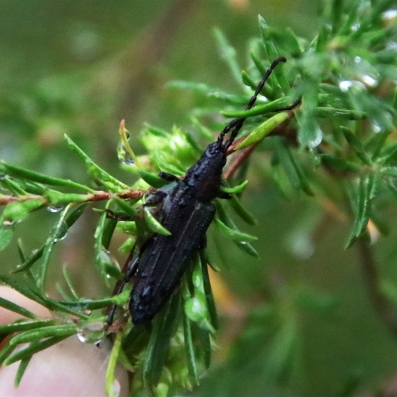 Brachytria erosa