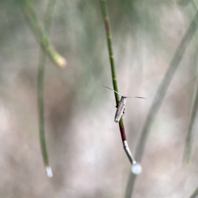 Zorilispe albosetosa