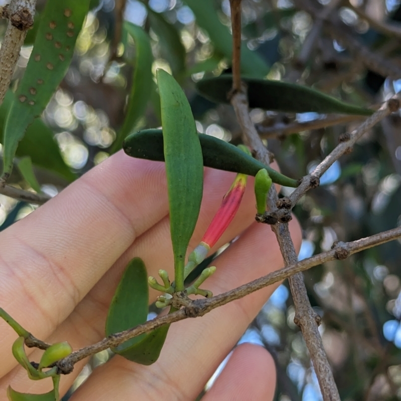 Lysiana subfalcata