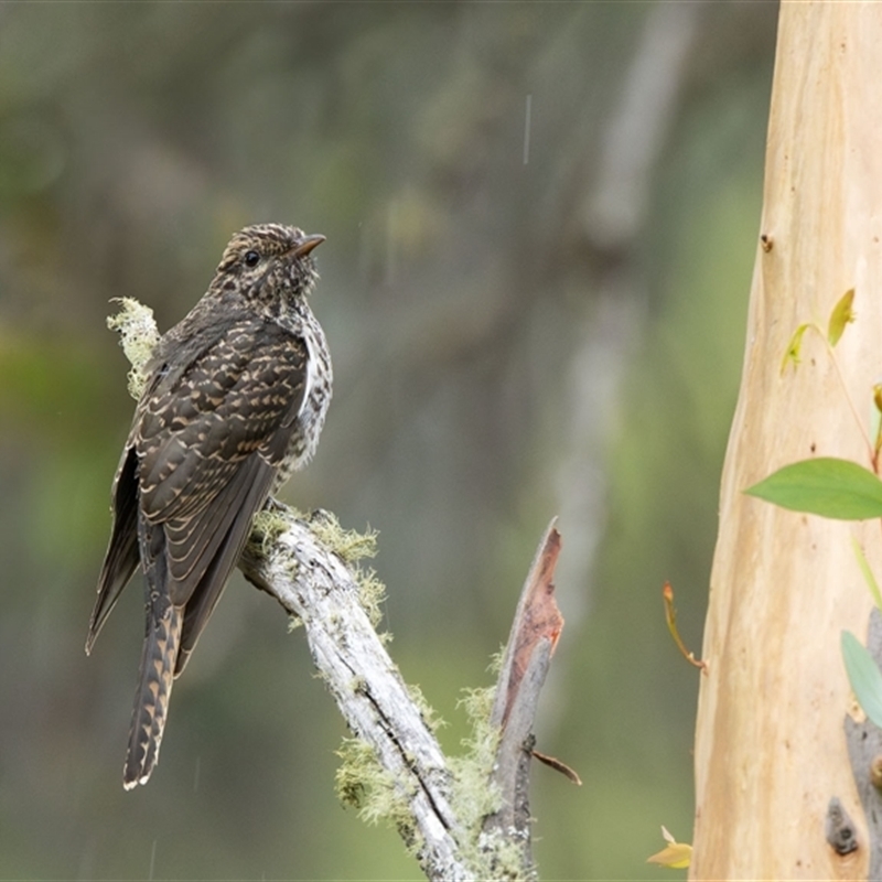 Cacomantis variolosus