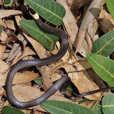 Cacophis harriettae