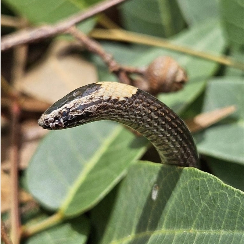 Cacophis harriettae