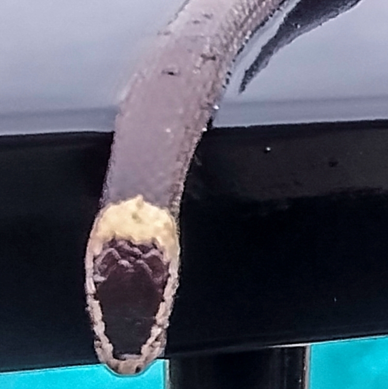 Cacophis harriettae