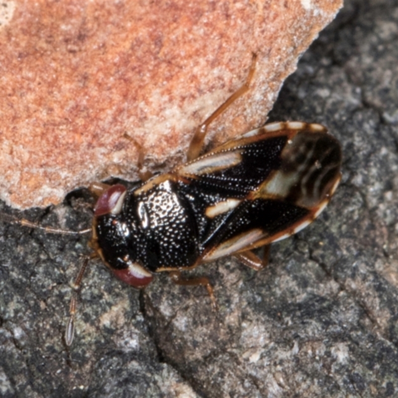 Stylogeocoris elongatus