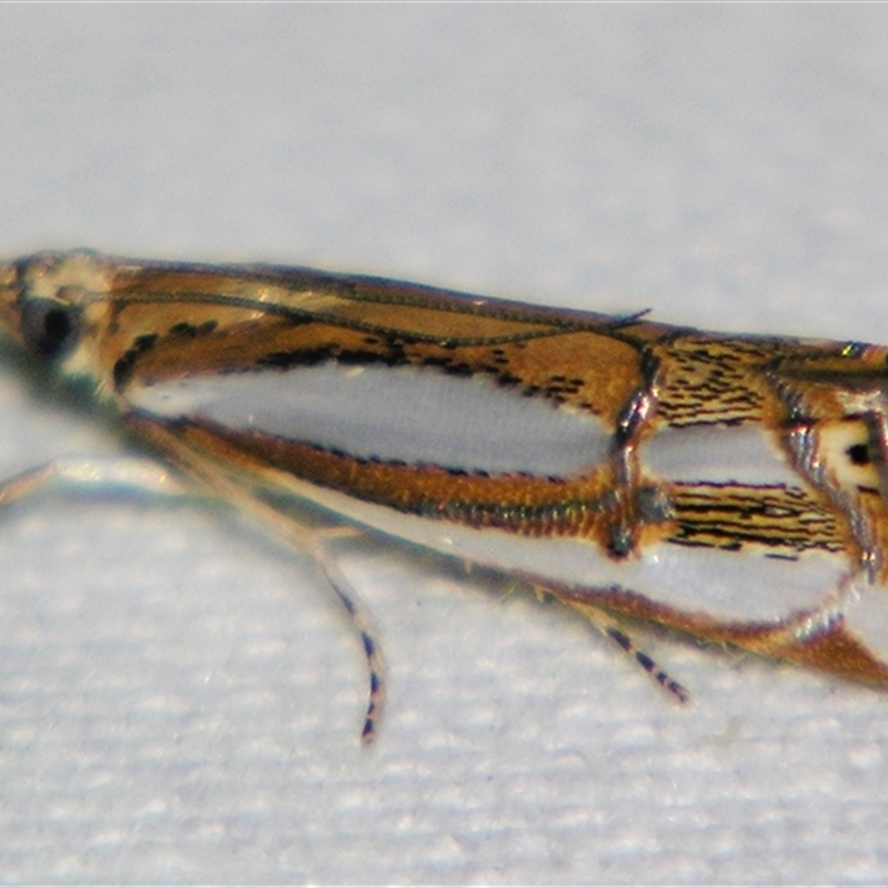 Hednota argyroeles