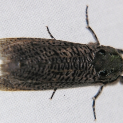 Endoxyla dictyoschema