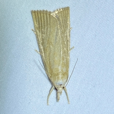 Calamotropha delatalis