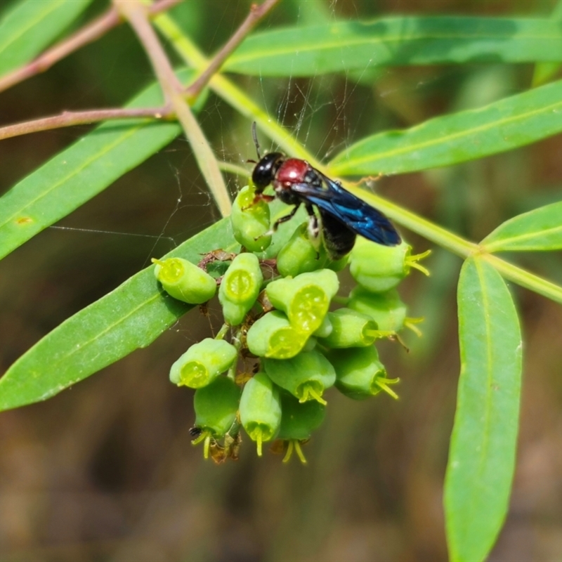 Callomelitta littleri